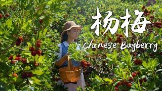 「一席一果」果中玛瑙——杨梅【滇西小哥】
