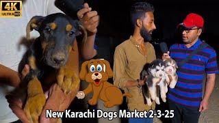 Dogs Market at New Karachi 2-3-25 Latest Updates | Rottweiler dogs Husky Dogs