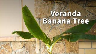 Veranda Banana Tree | FastGrowingTrees.com