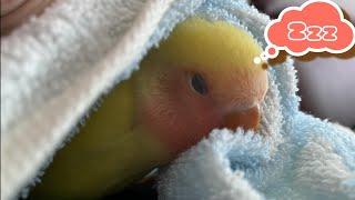 なでなで好きなバナナです【コザクラインコ】