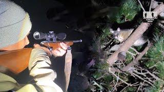Possum Shooting with spotlights