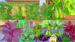 First Summer Harvest Of 2021 From My Rooftop Vegetable Garden //Harvesting Organic Vegetables