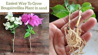 Bougainvillea cuttings | How to grow Bougainvillea from cuttings | bougainvillea plant propagation