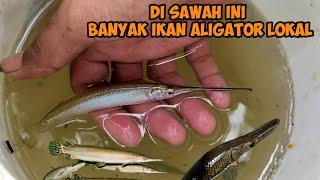 BERBURU IKAN UNTUK ISI KOLAM AIR PAYAU MENEMUKAN IKAN ALIGATOR LOKAL DISAWAH