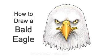 How to Draw a Bald Eagle