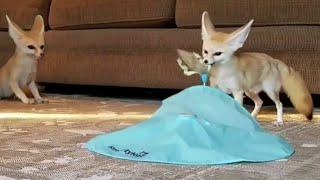 2 Fennec Foxes vs Spinning Enemy