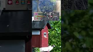 Woodpecker Attack - Team defense with parents - IoT + Community = 
