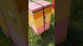 Пыльцесборники! #пасекаермаковых #bee #пчеловодство #пчелы #пыльца #улей