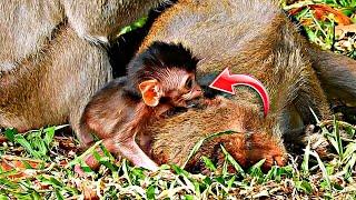 Awesome Animals Footage Sweet Baby Nanako Try To Wake Mommy Up To Feed Him So Nice Clip Baby Monkey