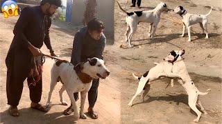 Hmary Bully Dog Sy New Bully Dog Ka Bhot Bhra Phadda Hogya