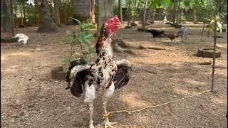 200+ Roosters  Visited Erode -Aseel farm || Birds care Muniyal