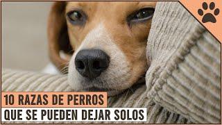 10 Razas De Perros Que Se Pueden Dejar Solos | Perros Mundo