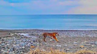 The majestic Amur Tiger and other incredible wild mammals of Russia: from tundra to taiga.