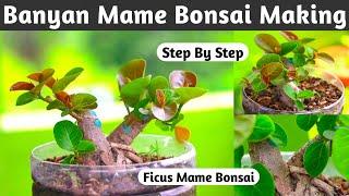 Ficus Benghalensis Mame Bonsai Making Works