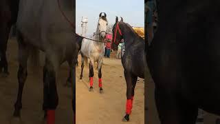 #horsemandi #horse #shonkijatt #horselover #stallion #shonkijatt #viralshort #shorts #short