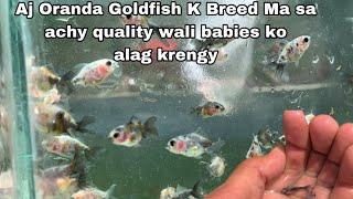 how to select Goldfish Babie | selecting best quality goldfish babies