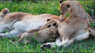 Three Newborn Lion Cubs (Nharus)