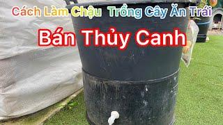 CUỘC SỐNG ÚC l CÁCH LÀM CHẬU TRỒNG CÂY ĂN TRÁI BÁN THUỶ CANH ( PHẦN 1 )