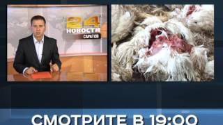 Анонс новости 18 сентября в 19:00 на РЕН ТВ-Саратов