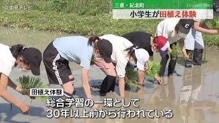 【「コケそう」に笑い声】小学生が田植え体験　昔ながらの手植えで…　三重・紀北町