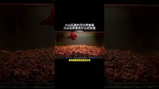 火山石真的可以养鱼吗？养鱼到底有什么好处了？我们一起看看吧！#火山石 #新手养鱼 #养鱼日记