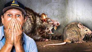 Live RAT eats other TRAPPED rats … (except heads)