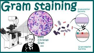 GRAM STAINING | Gram staining protocol | Bacterial Staining Technique | Microbiology