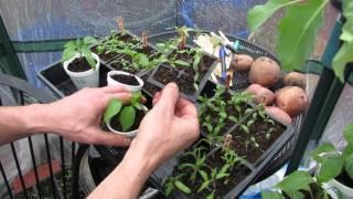 (3 of 9) Growing Tomatoes & Peppers: True Leaves & Fertilizing, Purple Stems, Cinnamon Anti-Fungal