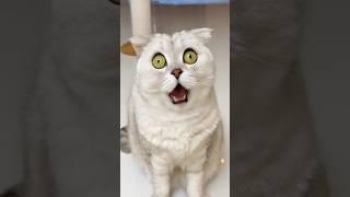 There's only one step from hate to love #cat #cats