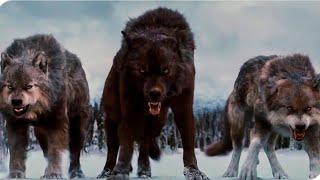 Born Among Wolves ｜ Action Movie Full Length English ｜  ｜ Full Action Movies HD