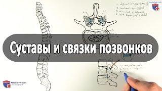 Суставы и связки позвонков (соединения позвонков) - meduniver.com