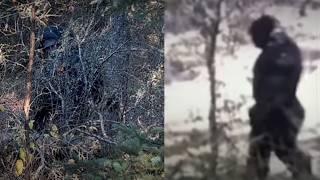 The Unsolved Mystery of Bigfoot: Legend, Or Just A Myth!