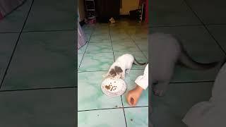 AZIZAH beri makan kucing#fypシ゚viral #fypシ゚ #Nagreg#Cicalengka#Bandung