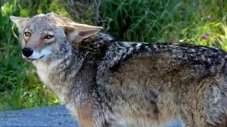 News 6 investigator Mike DeForest talks about coyote sightings in Central Florida