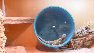 Elevages Lisard (2020) Uromastyx ornata adult exercising in wheel_Funny