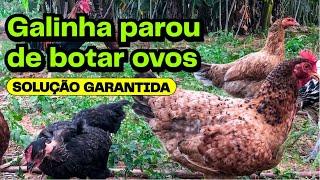 Como fazer a galinha voltar a botar ovos? SOLUÇÃO