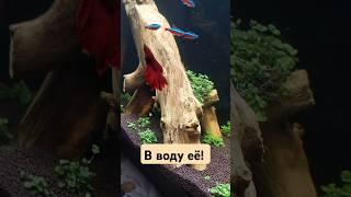 Коряга для аквариума своими руками. #аквариум #коряга #петушок #рыбки