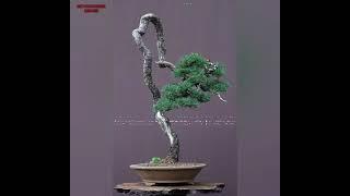 Bonsai bunjin/literati Style