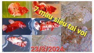 Đợt Cá 23/3 || Koi Red Copper Form Giống ( Xám Tuyết ), 7 màu Đumbo Mosaic, Redtails, Koi Đen Short.