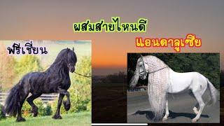 ม้าฟรีเชี่ยน ม้าแอนดาลูเซีย ผสมสายไหนดี แตกต่างกันอย่างไร มัจฉาจอมป่วน Maesot Horse ep.210