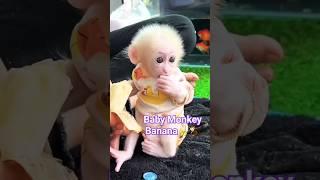 Baby Monkey Eating banana#banana #monkey #baby #cute #funny #youtubeshorts #shorts #trending #wow