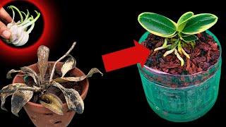 Making rotten orchids revive quickly by simply few people know