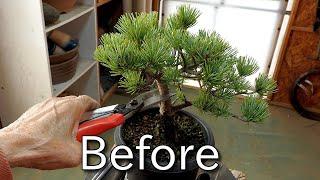 [Bonsai Japan]Design the material for shohin bonsai(Japanese white pine)