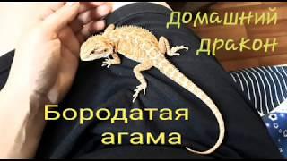 БОРОДАТАЯ АГАМА / СОДЕРЖАНИЕ, УХОД.