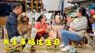 Celebrating the birthdays of our two dogs—Da Wang is now 7 years old, and Lai Fu is 3!【阿盆姐家的大王】