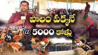 షెడ్డుకి వెయ్యి కోళ్లు | పొలం పక్కనే 5 షెడ్లు | Naatu Kolla Pempakam | Venkata Subbareddy