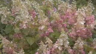 Pinky Winky Hydrangea