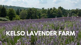 Kelso Lavender Farm | Exploring Lavender Fields