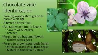 Chocolate Vine Species Spotlight