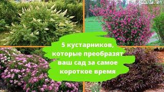 5 кустарников, которые преобразят ваш сад за короткое время